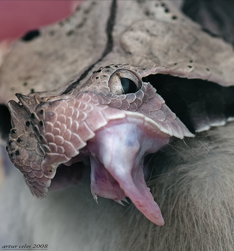 9.Gaboon viper