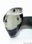 11.Cobra monocled II by Bullter