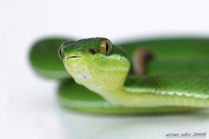 13.Green viper II