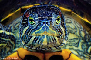 2.Colourful turtle