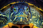 2.Colourful turtle by Bullter