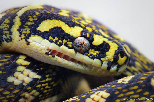 24.Morelia spilota