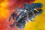 198.Black camel spider by Bullter