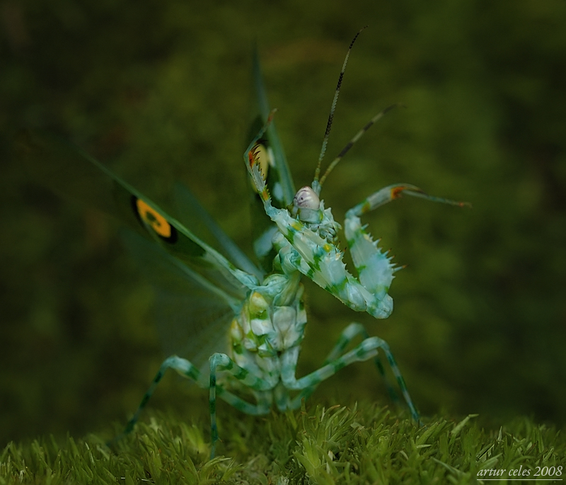 201.Mantis attack