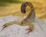 222.Scorpion by Bullter
