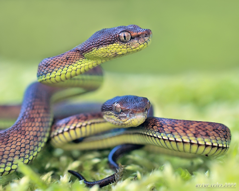 25.Two pit viper