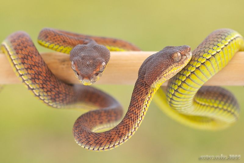 27. Pair Trimeresurus