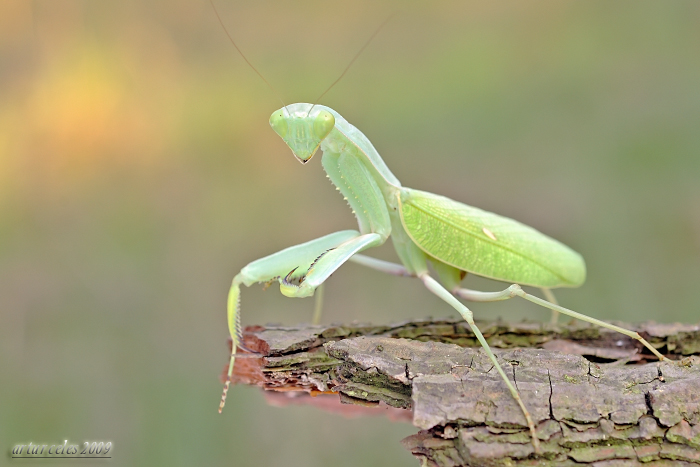 245.Green mantis