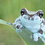 249.Frog with big eyes