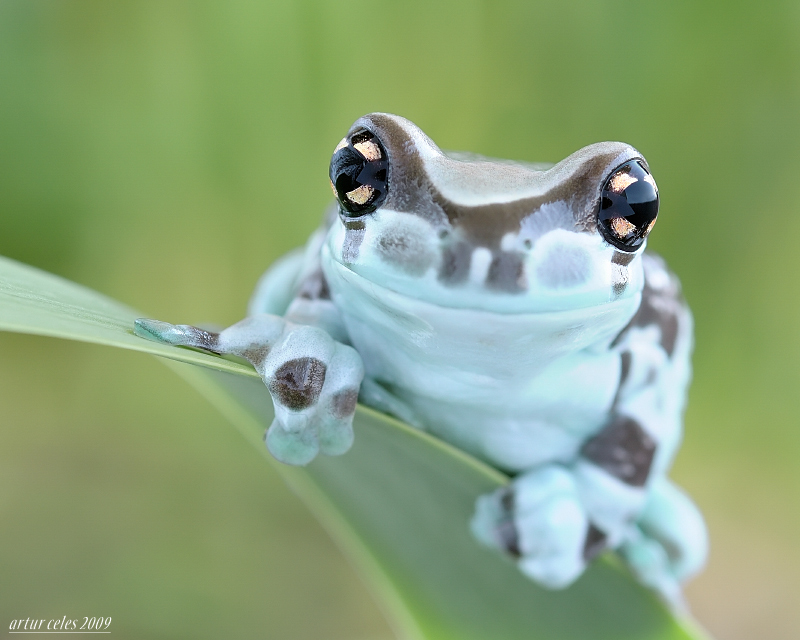 249.Frog with big eyes