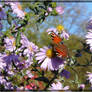 Peacock Butterfly