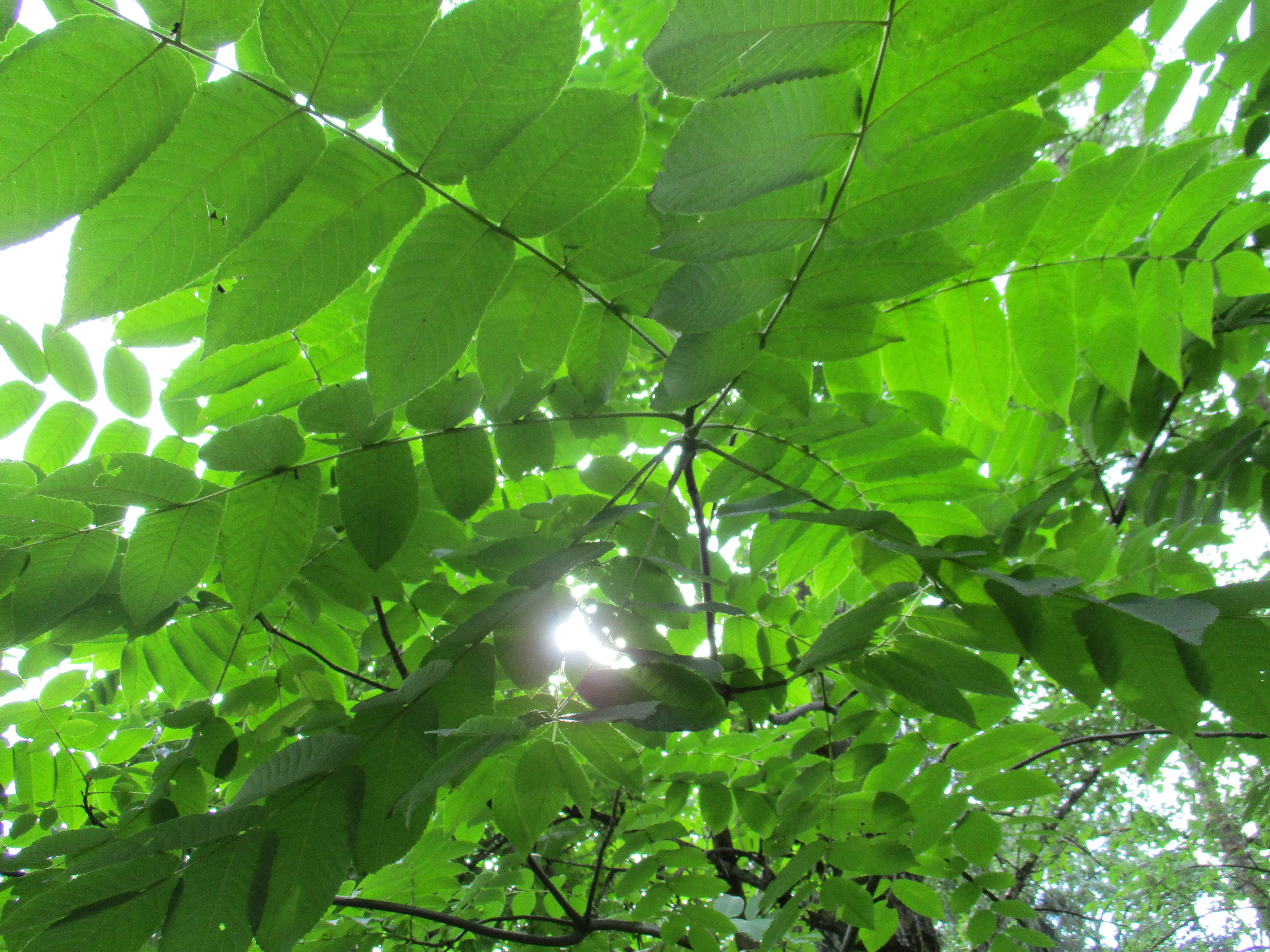 Green Leaves
