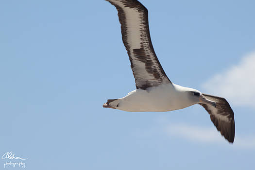 Laysan Albatross