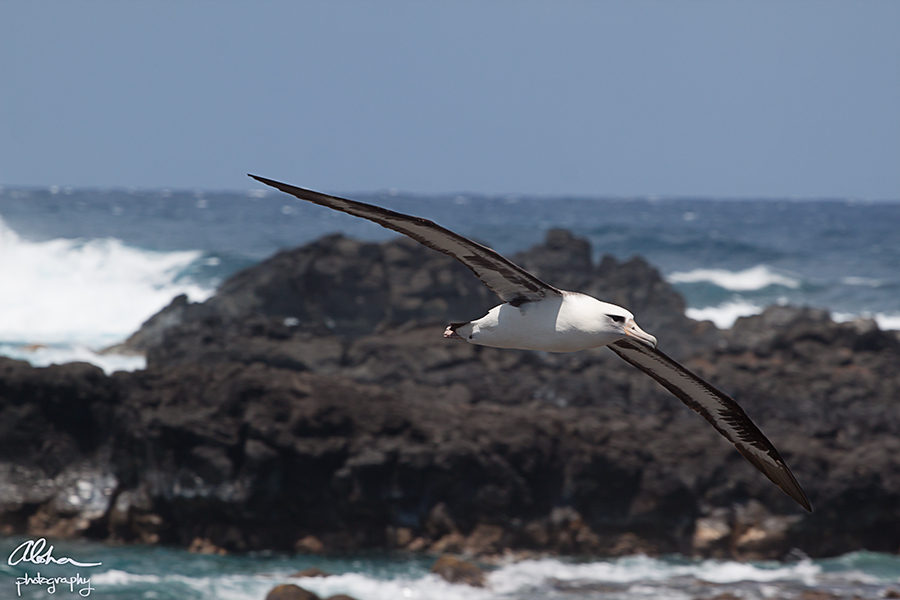 Dive bombed by the Albatross