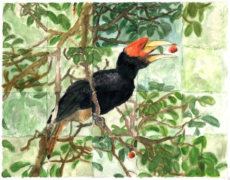 Hornbill and figs