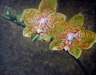 Phalaenopsis Orchid