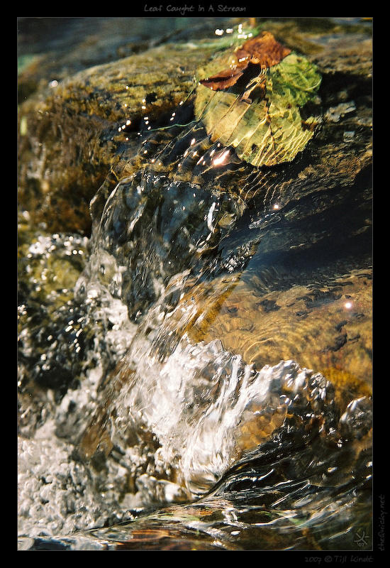 Leaf Caught in a Stream by Astroquicky on DeviantArt