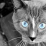 Blue Eyed Cat