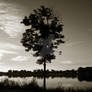 Living Tree