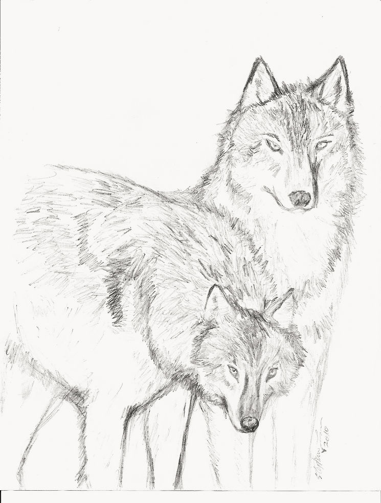 Two Wolves Scetch Two Wolves by zulas-apperentice on DeviantArt