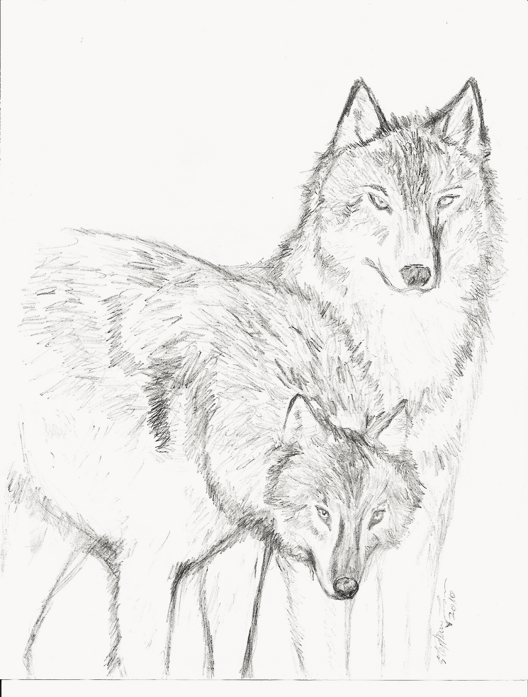 Two Wolves Together Drawing
