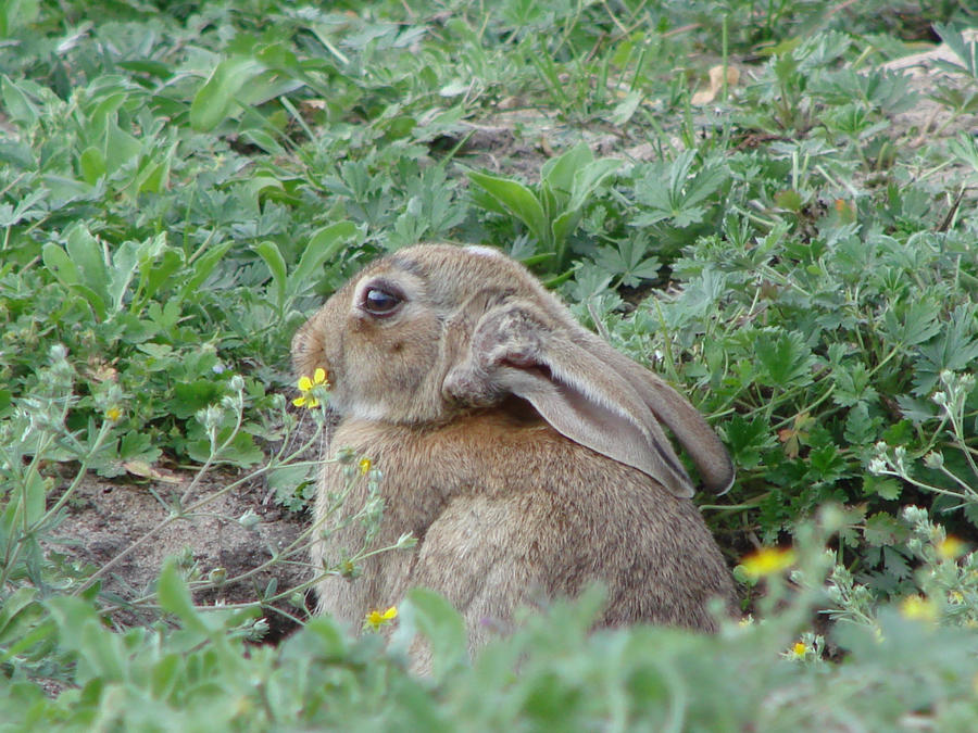 Rabbit 2 by alkestis25 on DeviantArt
