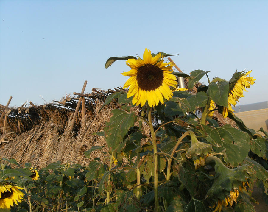 Sunflower