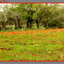 Field of Anemones