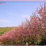 Pink almond trees