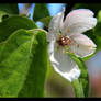 Spring bloom-Quince