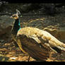 Female peacock