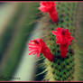 Cactus flower 2