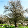 Almonds tree in Galilee