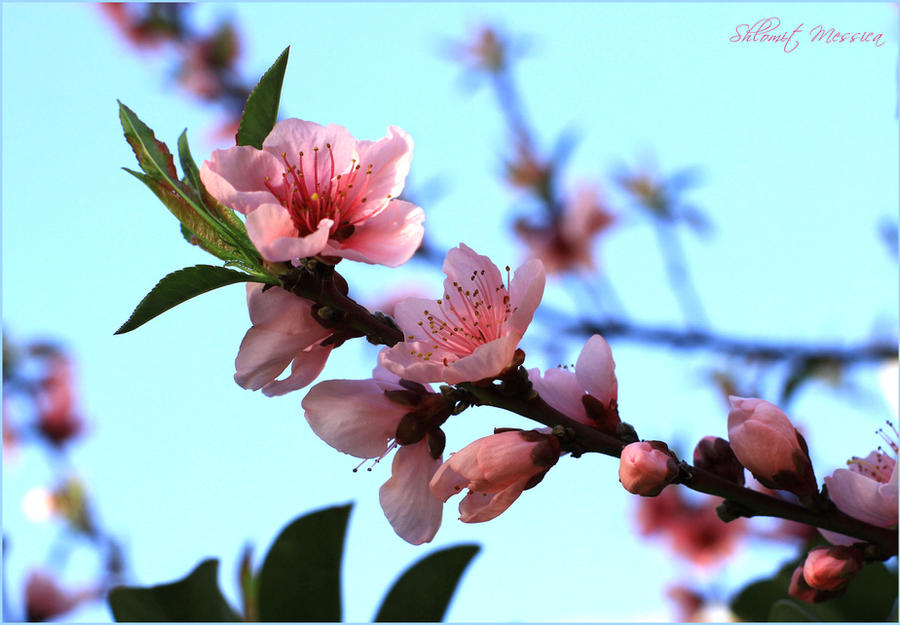 Peaches flowers