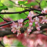 Flowers of the Judas tree 2