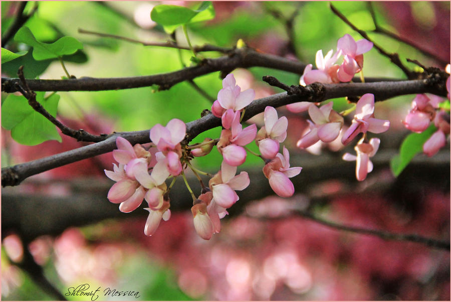 Flowers of the Judas tree 2