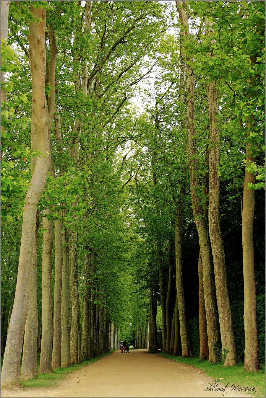 In Versailles' forest