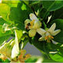 Bee on the Lemon tree