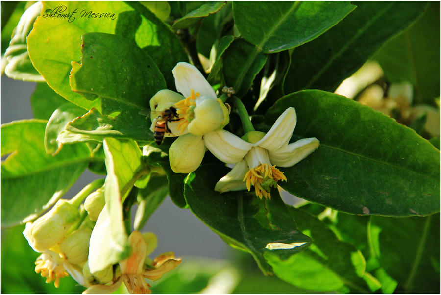 Bee on the Lemon tree