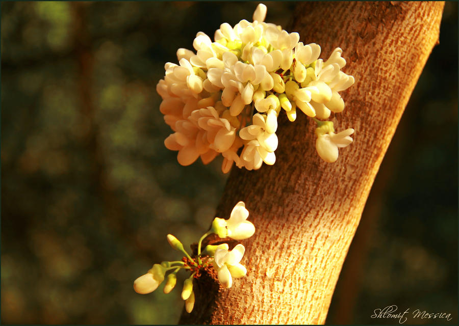 Spring souvenir