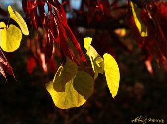 Signs of autumn 3