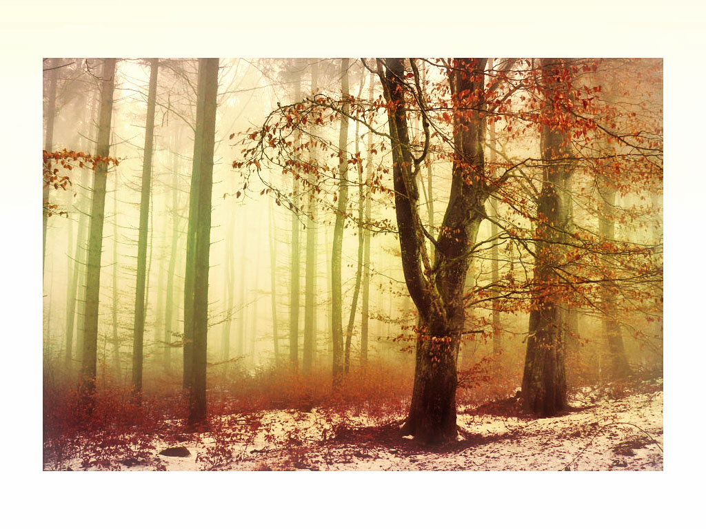 Trees in winter fog