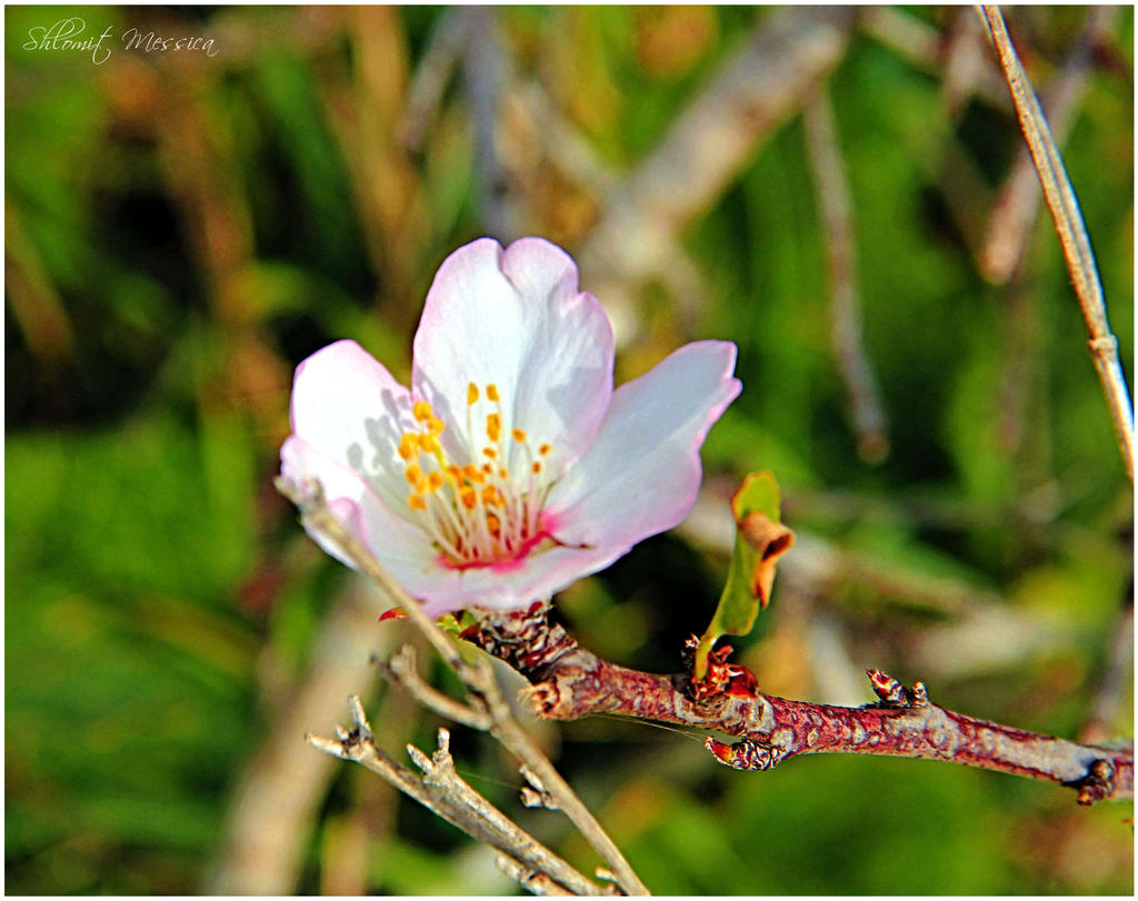 Almonds are flowering early