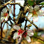 Almond flowers