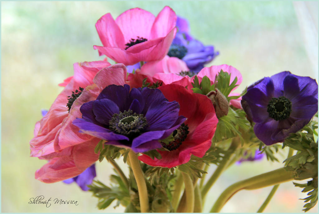 Anemones for Valerie