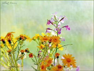Simple wild flowers 3 by ShlomitMessica Simple wild flowers 3 by ShlomitMessica