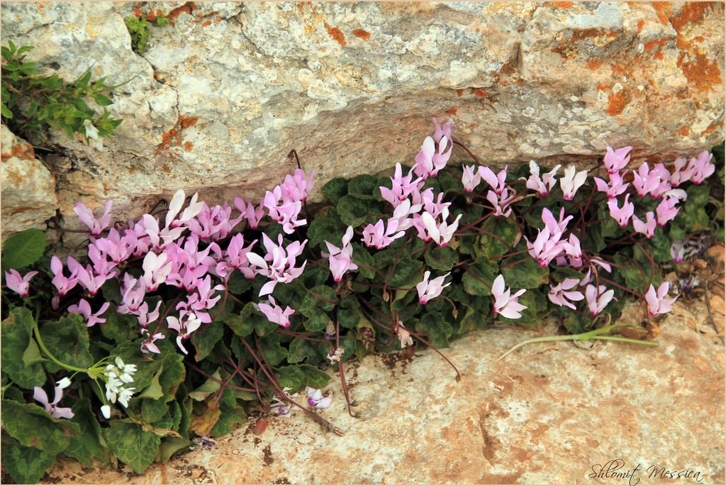 Cyclamens between the rocks