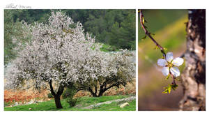 Almond tree