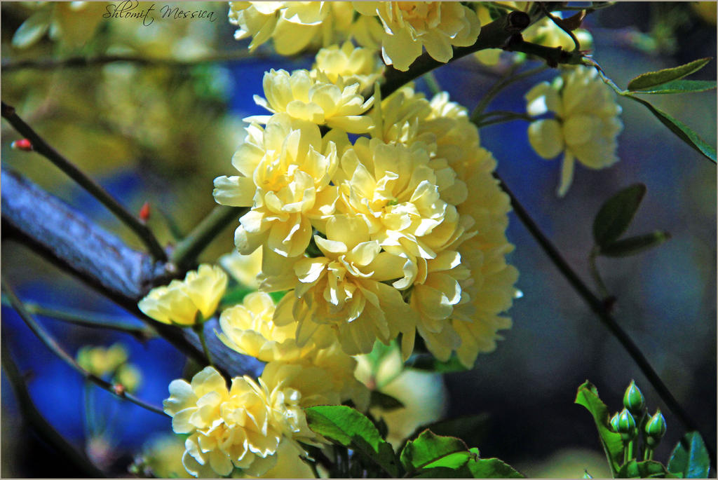 Roses in the sunlight