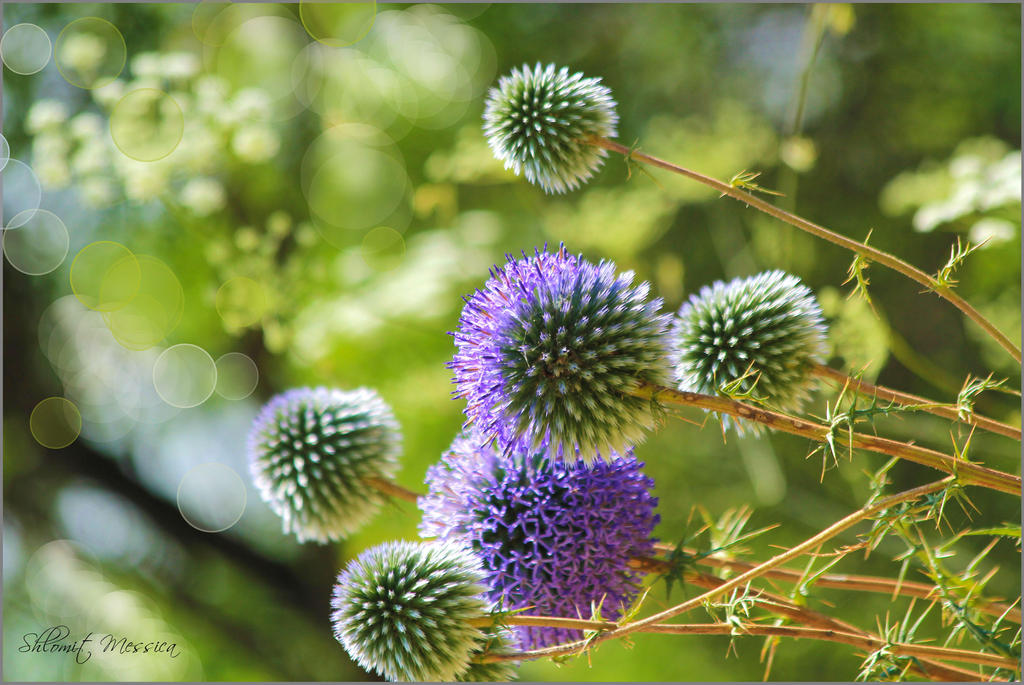 Purple Among The Greens